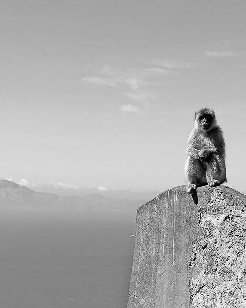 Monkey in Gibraltar