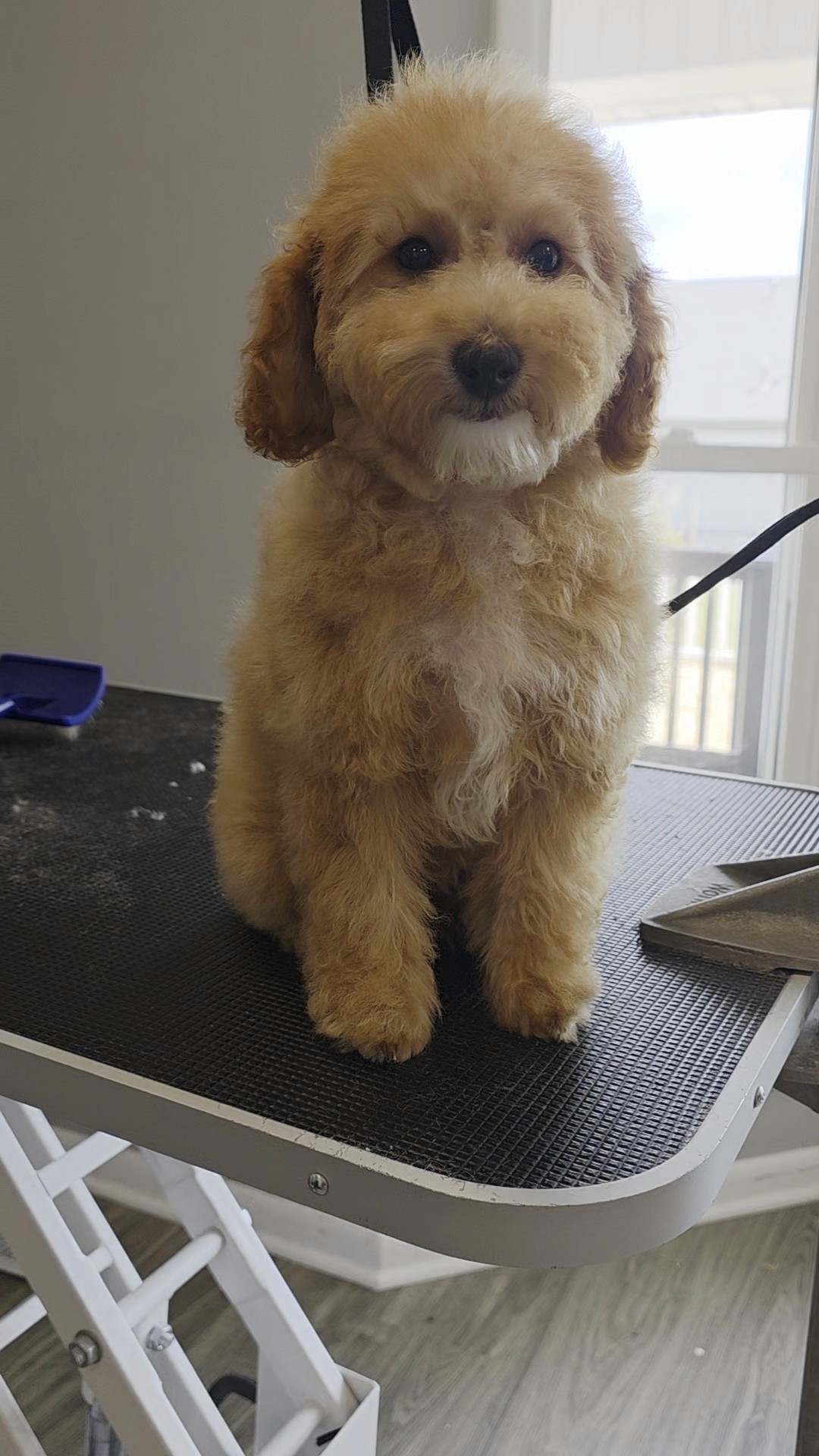 Weiner Dog - Puppy's First Groom Page
