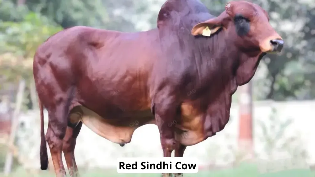 Red Sindhi Cattle Breeds in india.webp
