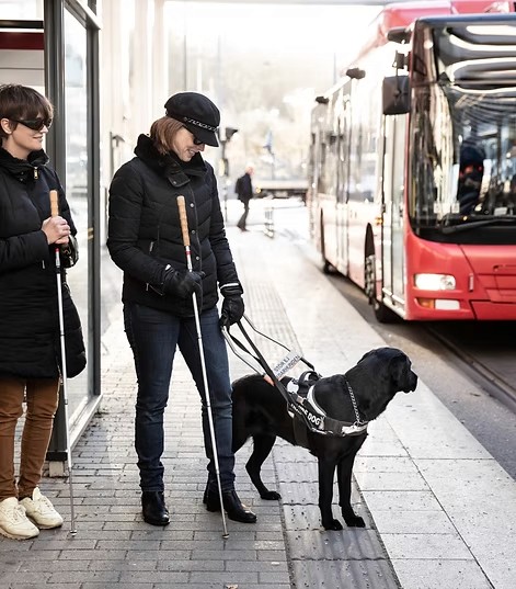 Ein Afrikanischer Elefant wirbelt Staub auf – Unterstützt durch die DAG Unternehmensgruppe im Rahmen der AMES Foundation zum Schutz bedrohter Tierarten.