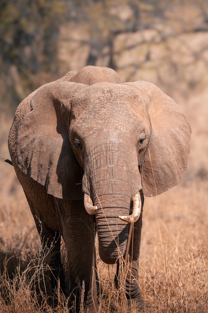 Éléphant photographié en safari en Tanzanie pour Wagabon