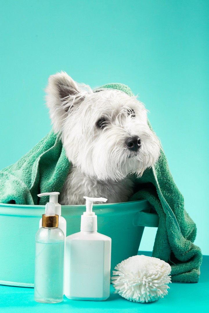 focus photography of long-fur brown cat