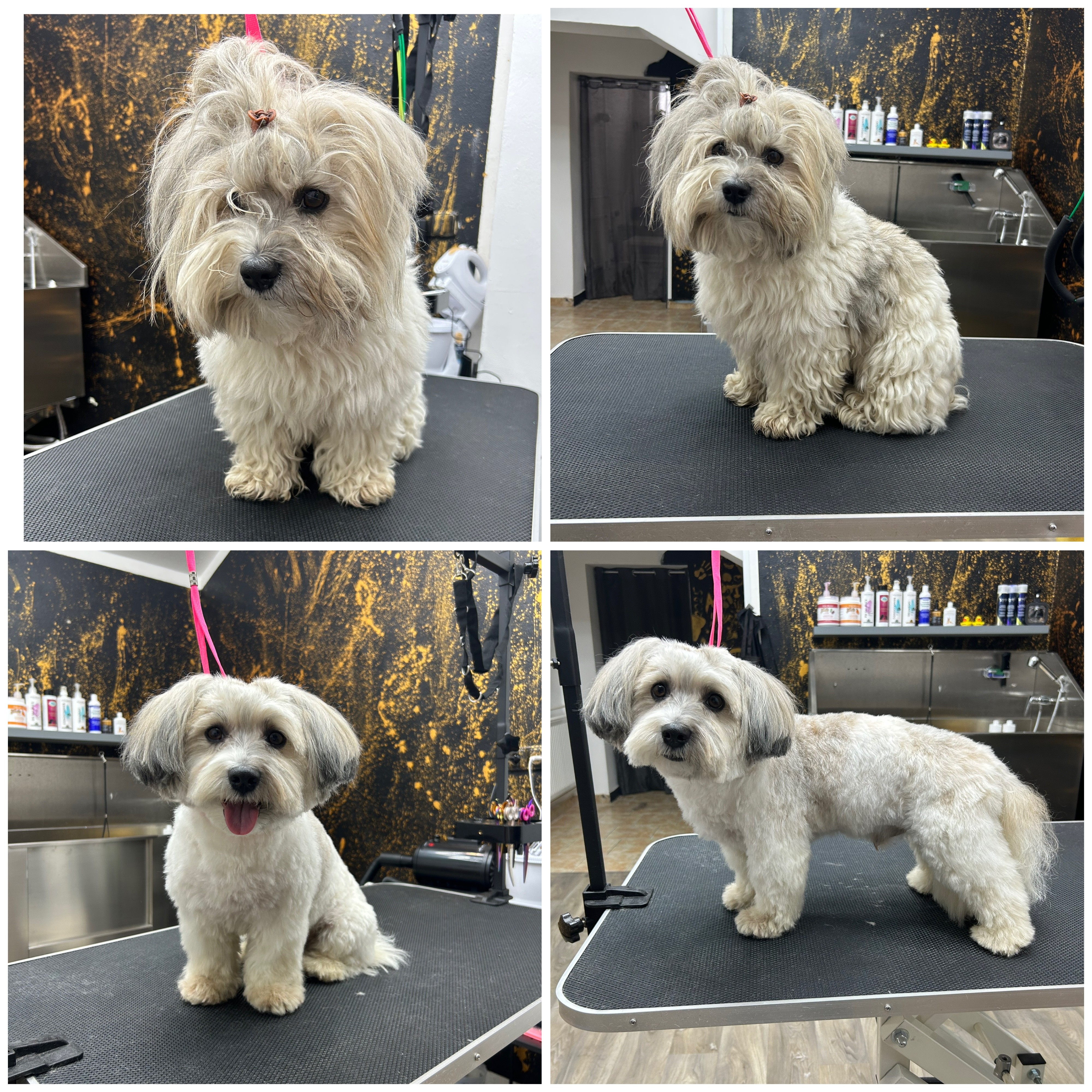 Nerezová vana a potřeby pro péči o psy v psím salonu se zlatou akcentovou stěnou.