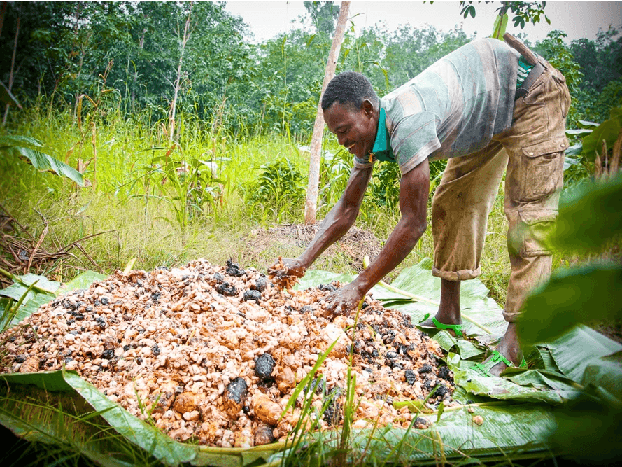 Un ouvrier agricole séchant les fèves de cacao de manière traditionnelle