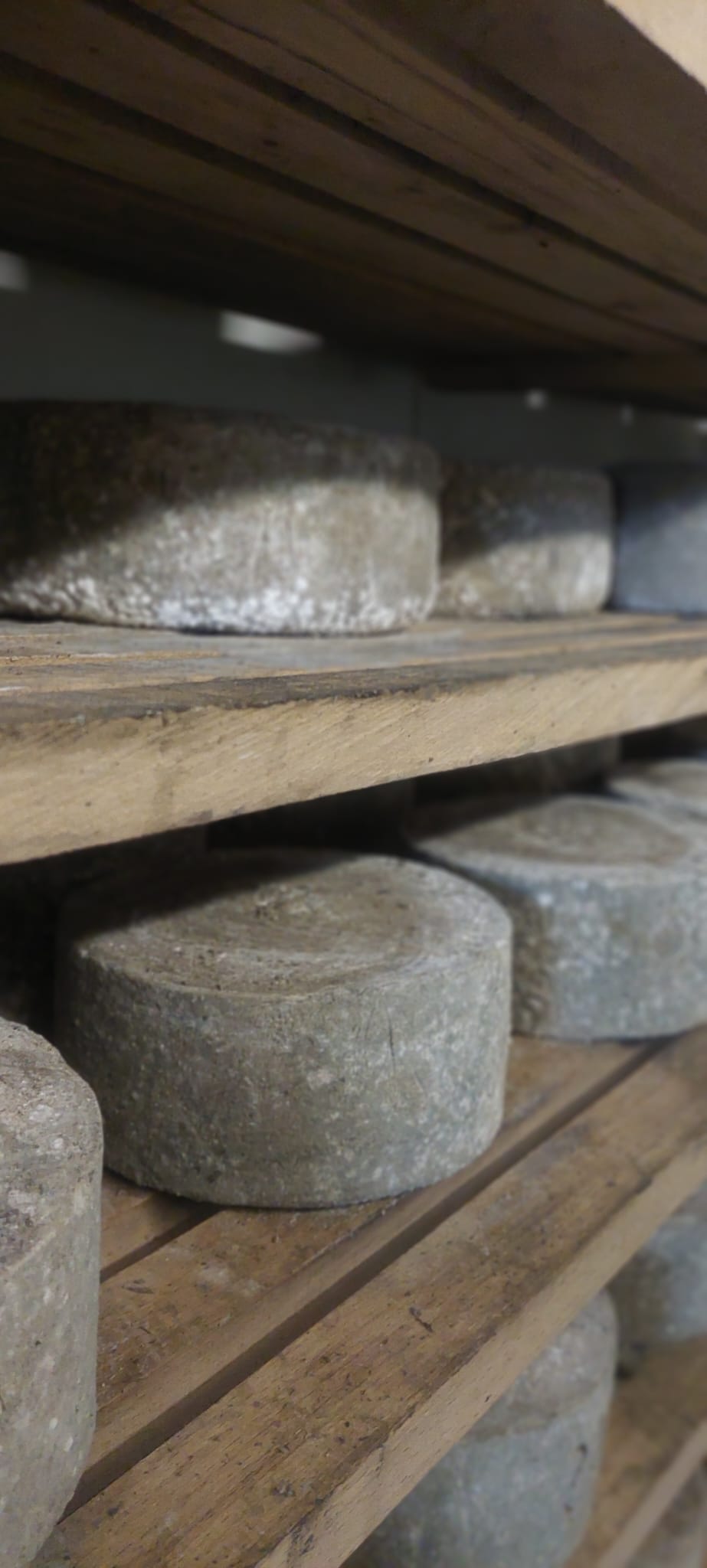 Technical sight-fishing for trout in the Pyrenees: Hemingway's Backcountry Passage