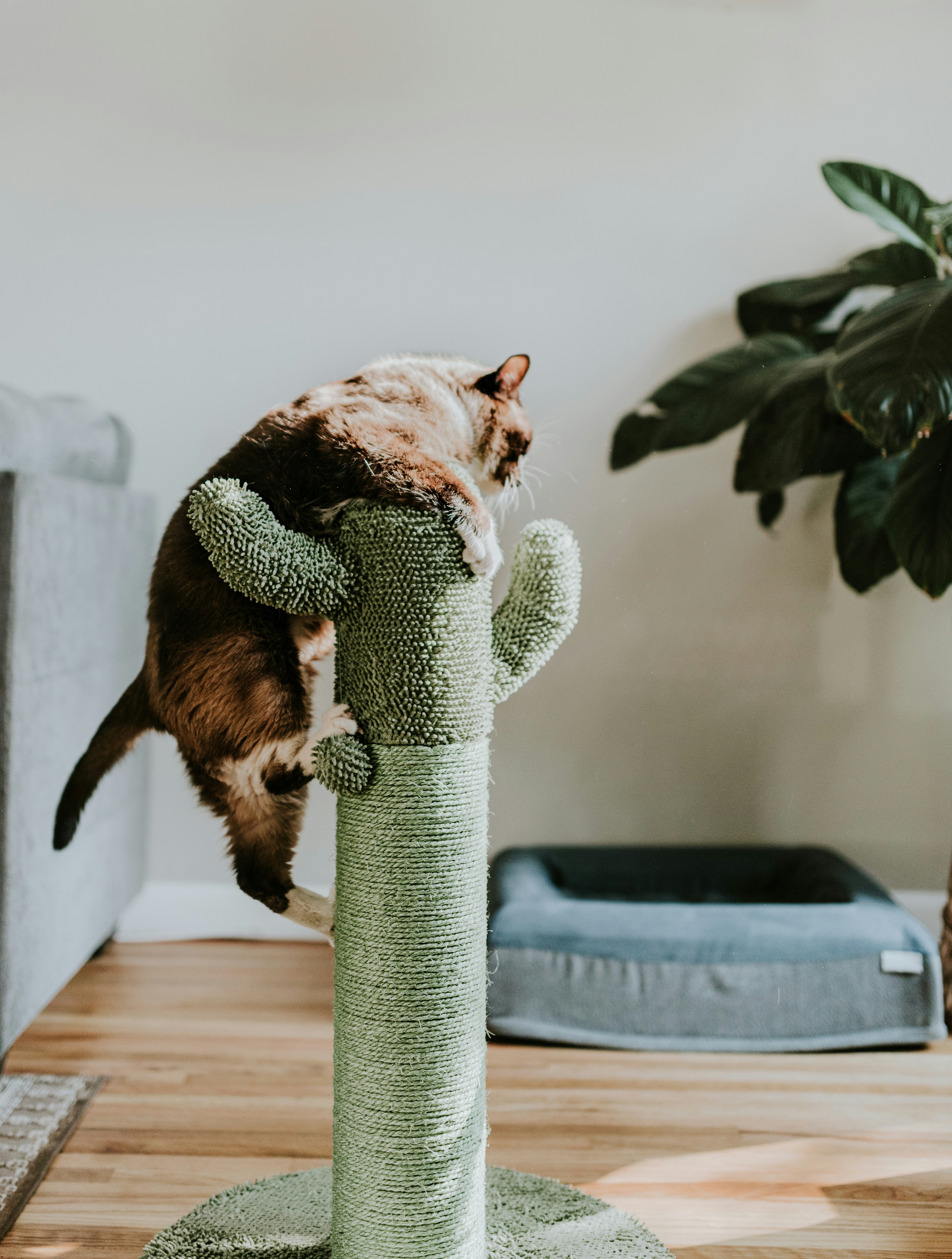 A fluffy cat stretches and climbs on a green cactus-shaped scratching post indoors, with a cozy pet bed and a large leafy plant in the background, creating a playful and relaxing pet environment.