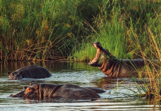 Wildlife Along the Waterways