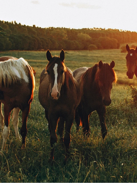 um campo com uma cerca e um celeiro ao longe