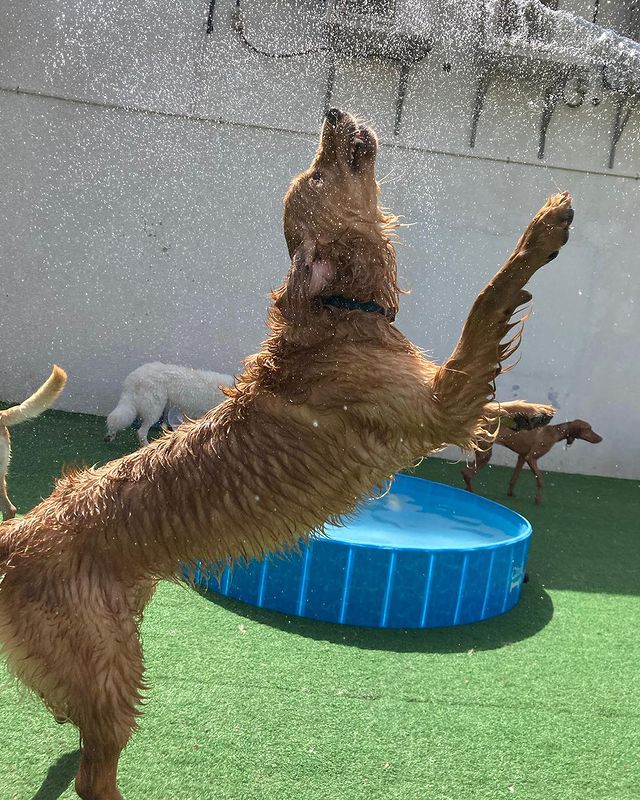 doggy enjoying at our daycare