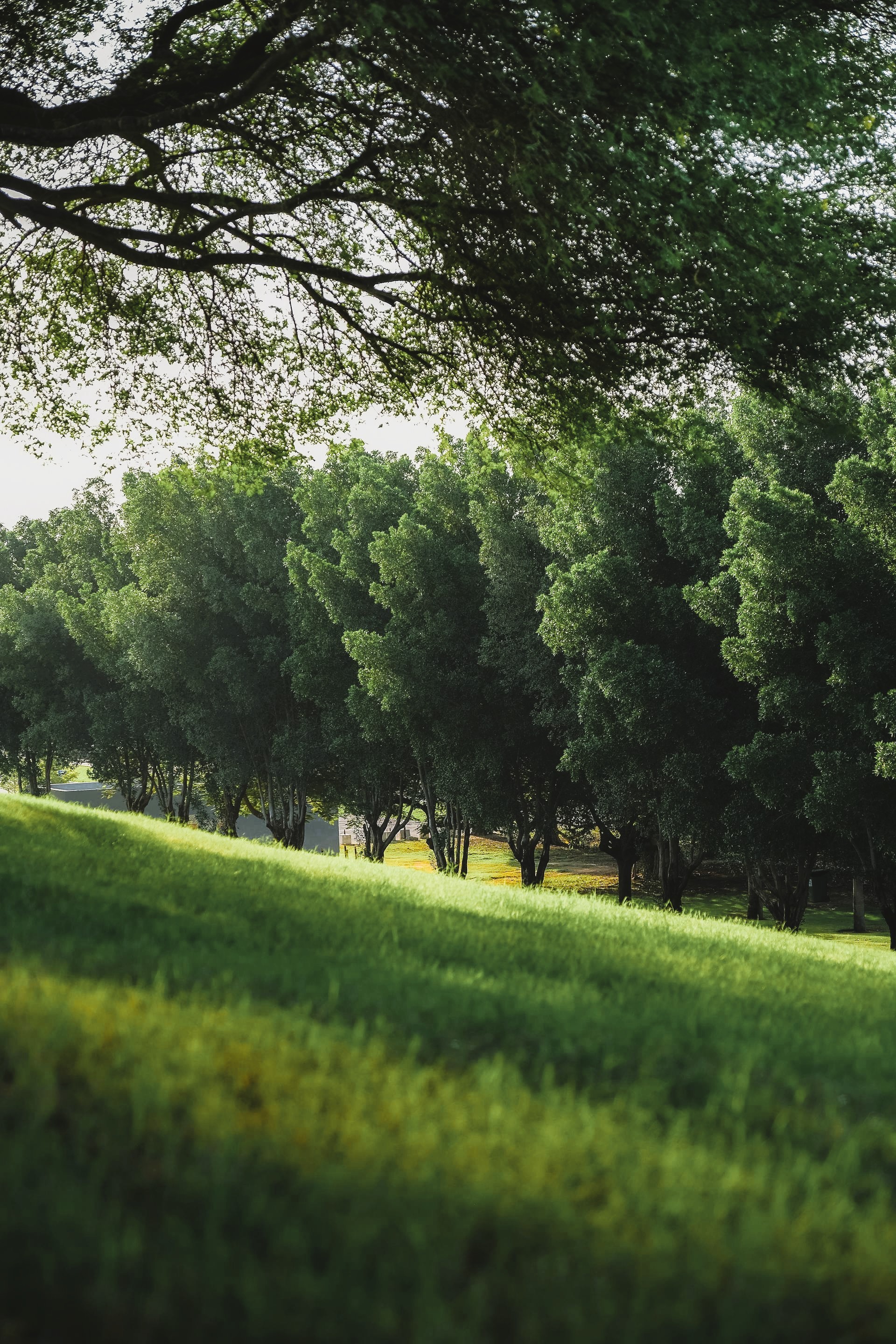 Green hills and trees at Katara Hills Doha under morning sunlight.