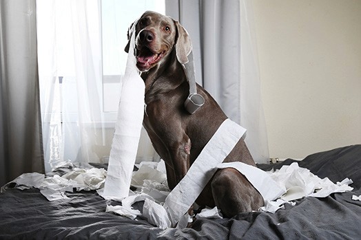 Thumbs up from lab technician for successful chemical delivery