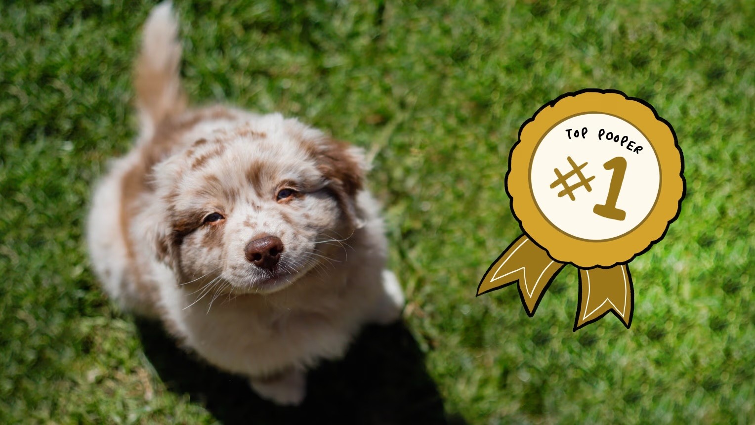 Puppy Top Pooper