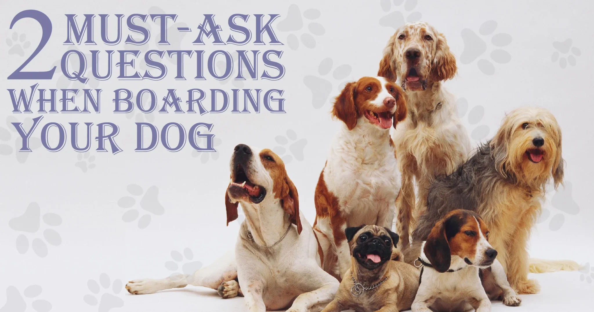 2 Must-Ask Questions When Boarding Your Dog: Ensure Pet’s Happiness