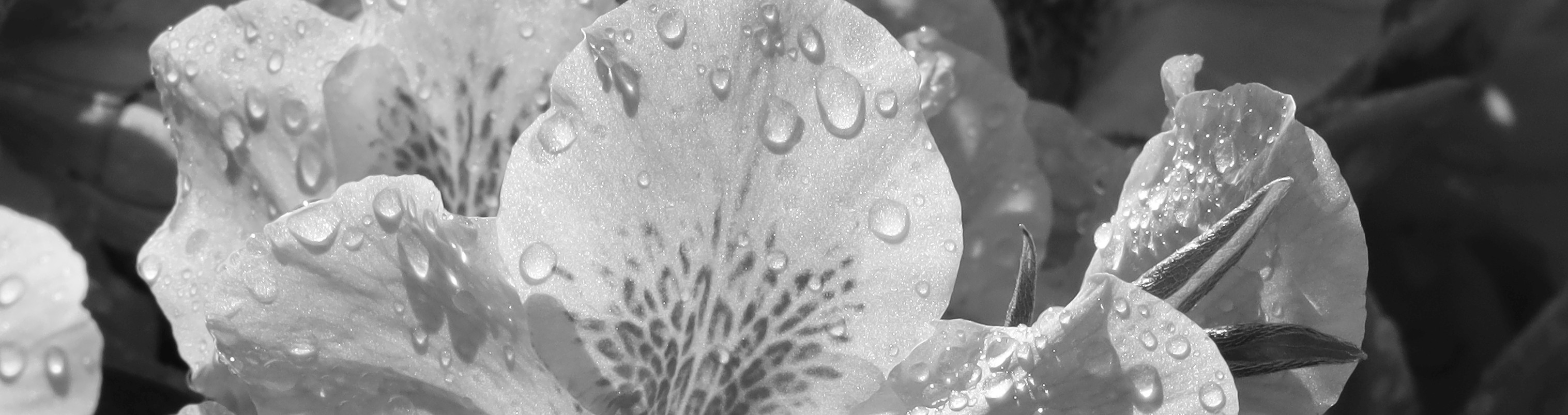 Ein Bild von einer Blume