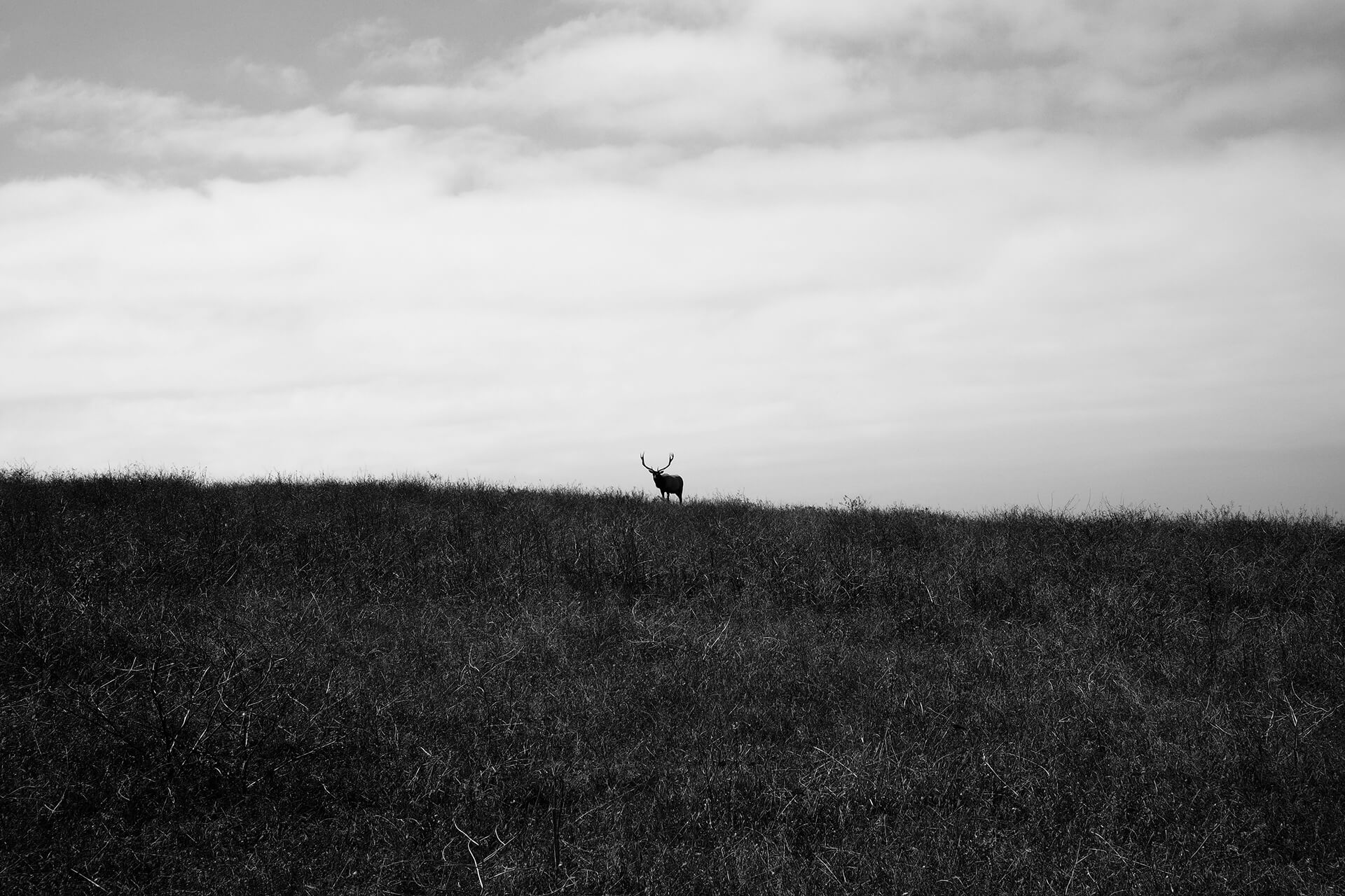 Black and white photo of a lone deer with antlers standing on a grassy hill under a cloudy sky. The wide composition and minimalism evoke a sense of solitude and quiet in the natural landscape.