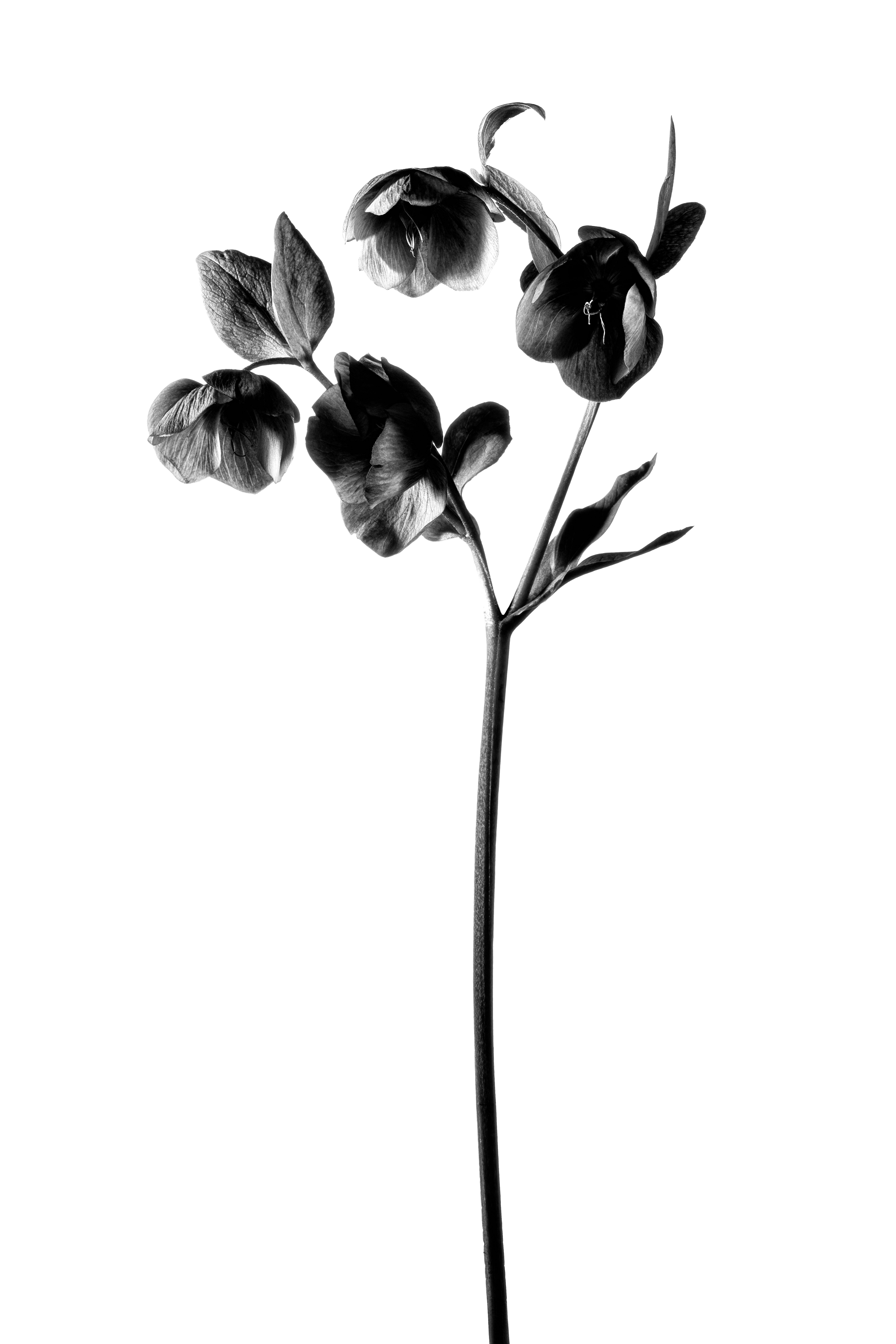 Fleur, Ortie, Photo de studio, Noir et blanc, pierretmae