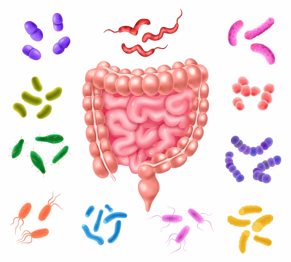 Gut microbiome
