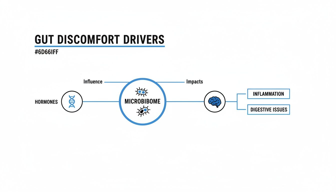 Diagram illustrating how hormones influence the microbiome, leading to inflammation and digestive issues.