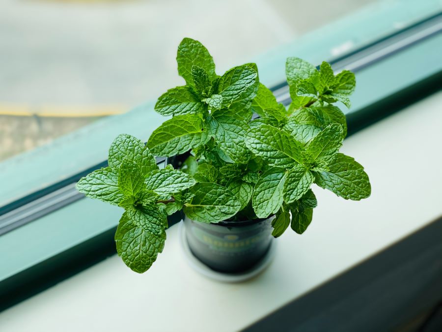 Pianta di menta