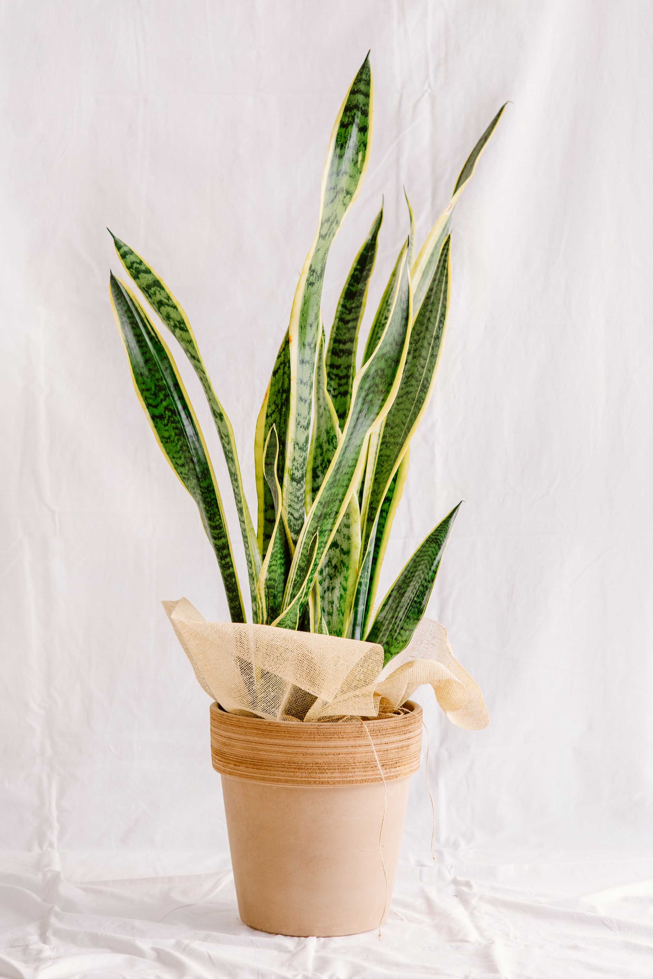 Planta Sansevieria trifasciata (llengua de sogra) en test de terracota decorada amb tela de jute, sobre fons blanc minimalista.