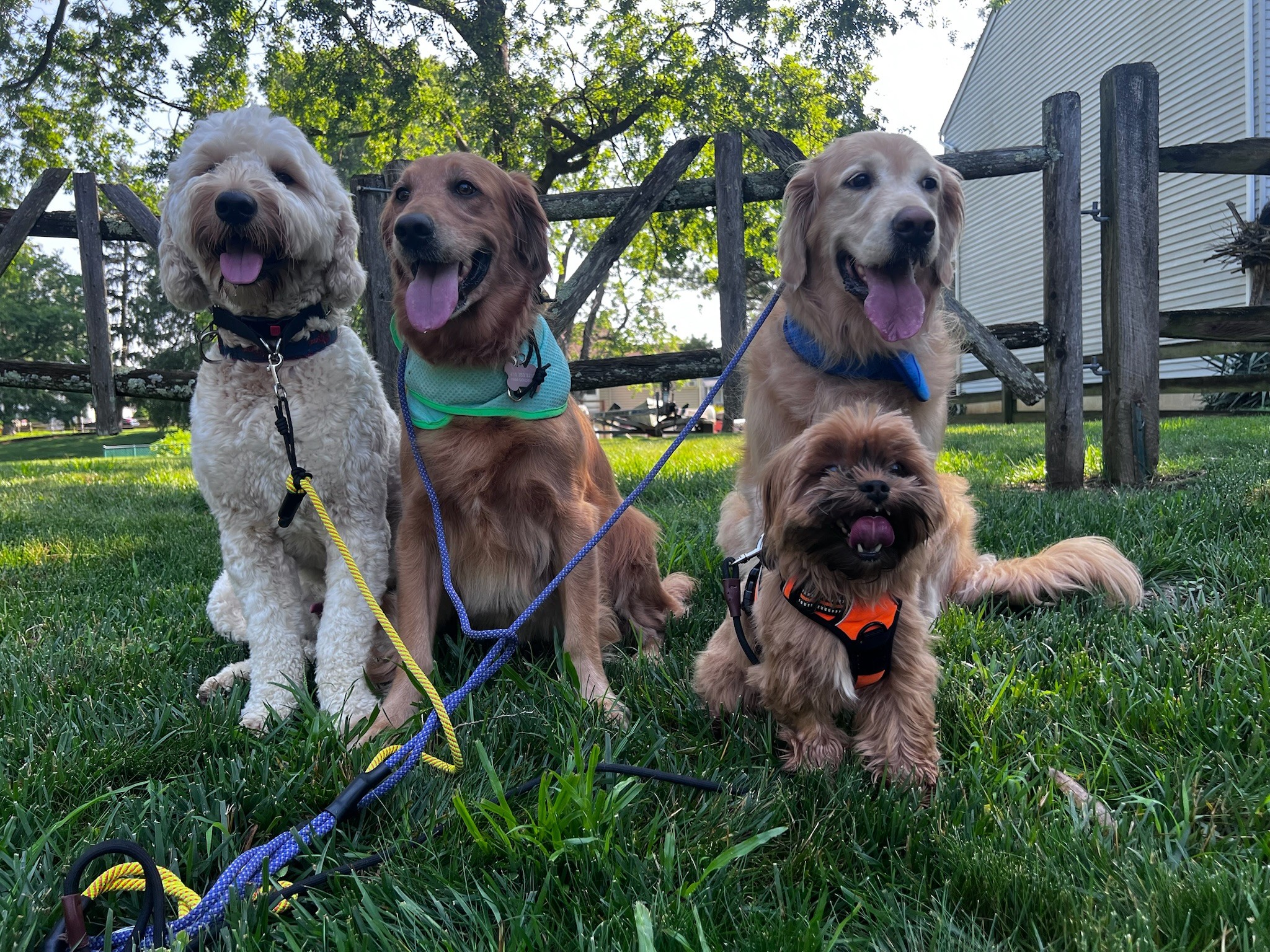 Four happy dogs on leashes during a pack walk in Maryland, sitting together on grass