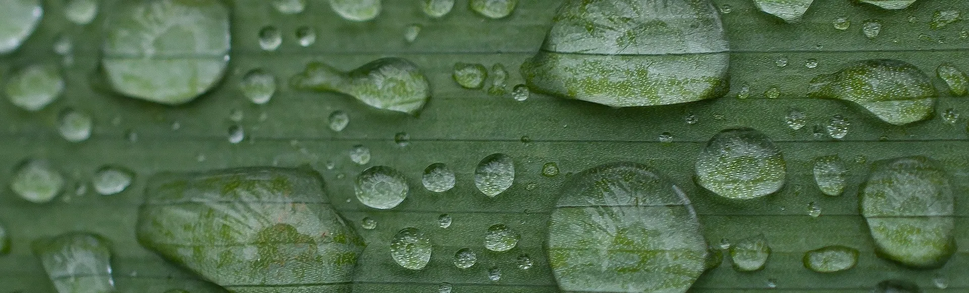 Wassertropfen auf einem Blatt.