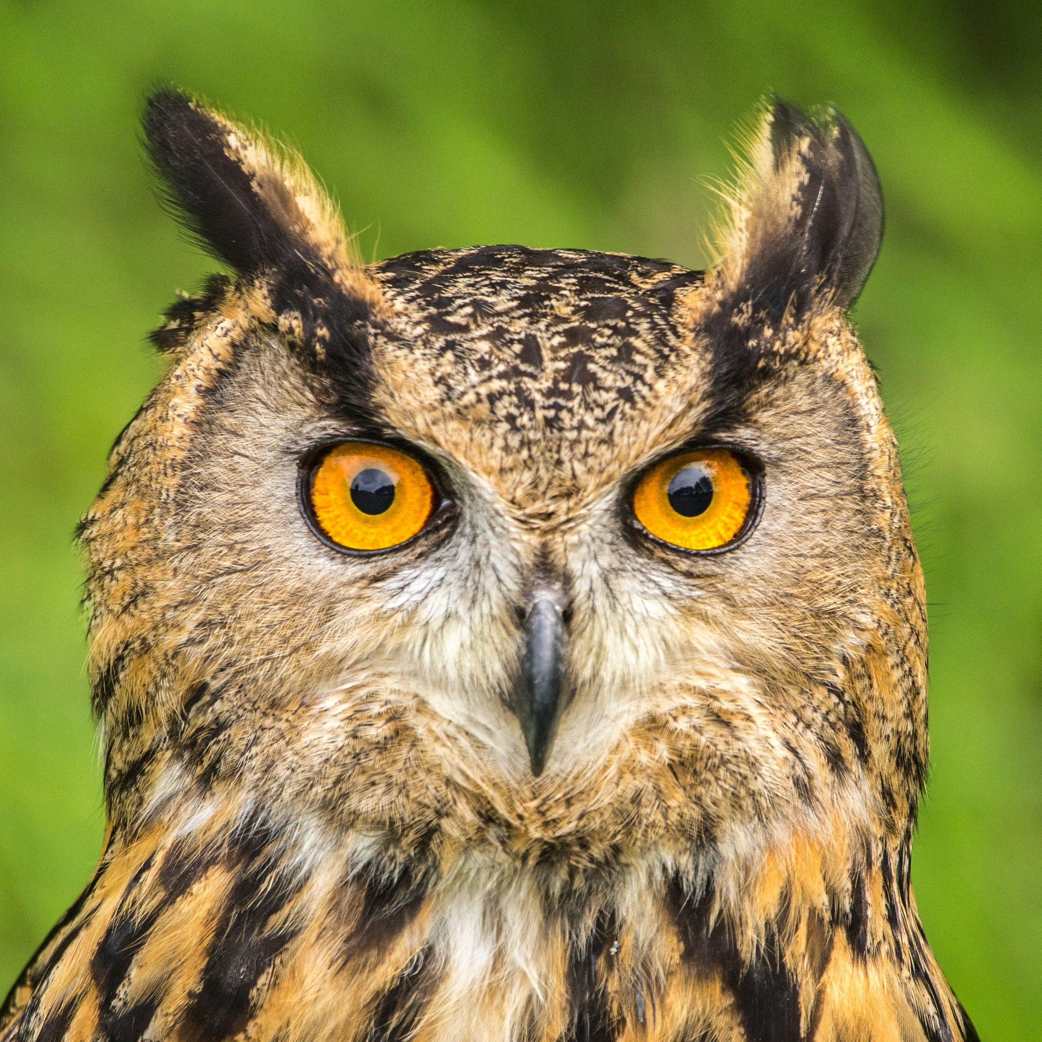 Full headshot of an owl