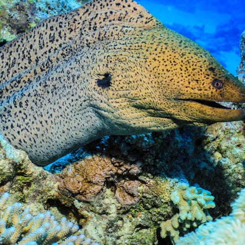 Hurghada: Guided Scuba Diving Experience + Roundtrip Transfer + Lunch