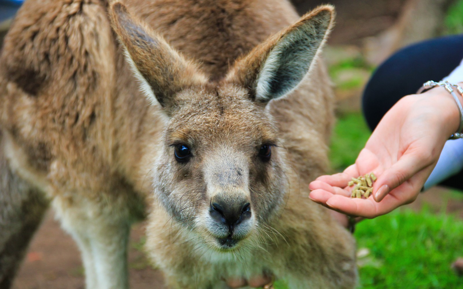在菲利普岛的导览游中,袋鼠被亲手喂食。