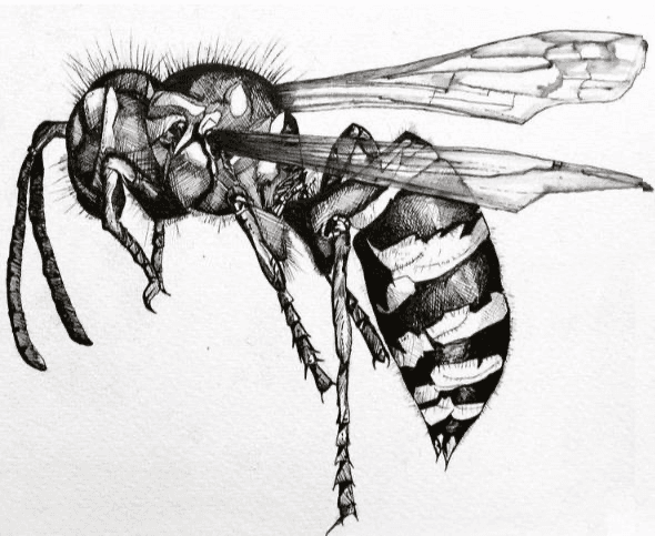 Hand Sketch of Wasp, pen on watercolour paper, 2020, Ian Dollamore