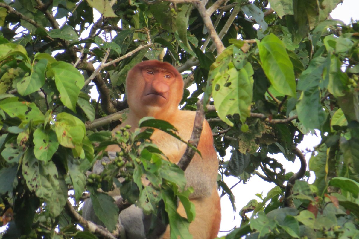 three brown wooden boat on blue lake water taken at daytime