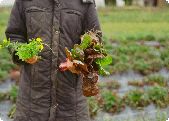 Personne tenant des bouquets de blettes rouges et de fleurs jaunes fraîches dans un potager, montrant la récolte du jour.