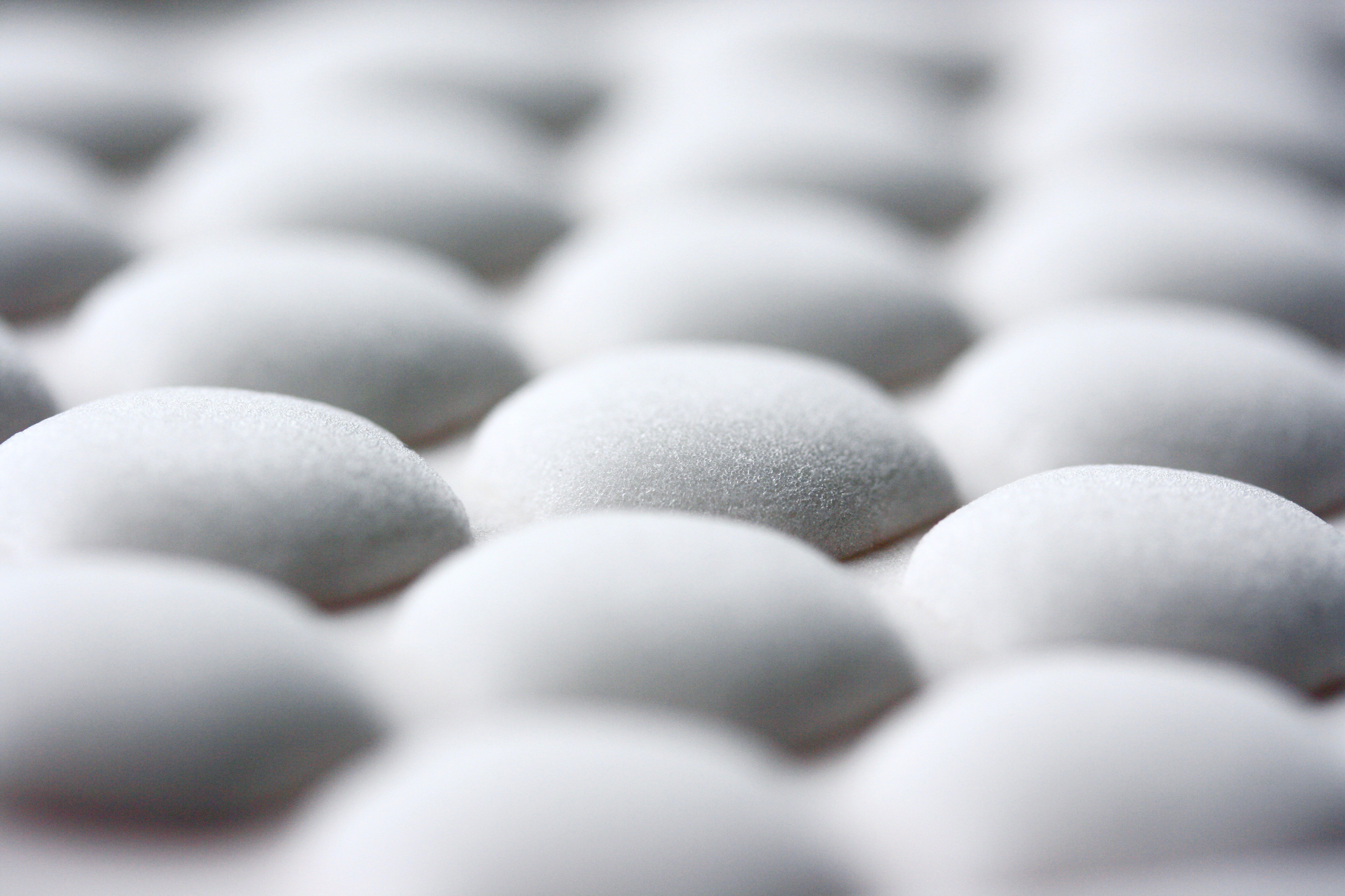 2 men in white dress shirt holding green plant