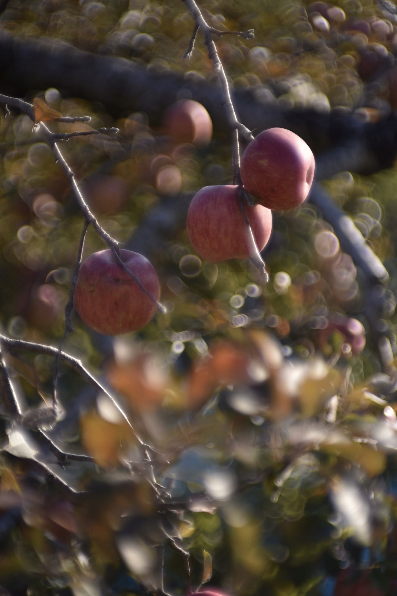 Apples on a bare branch