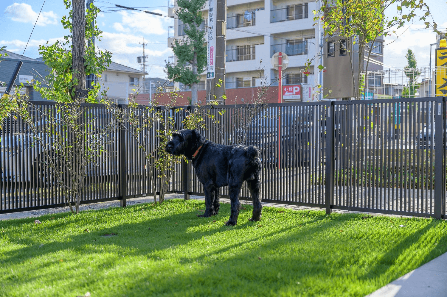 看板犬の「しぐれちゃん」もお気に入りのドッグラン