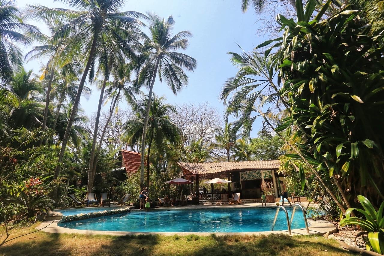 A tropical resort swimming pool surrounded by tall palm trees and lush greenery under a bright sky.