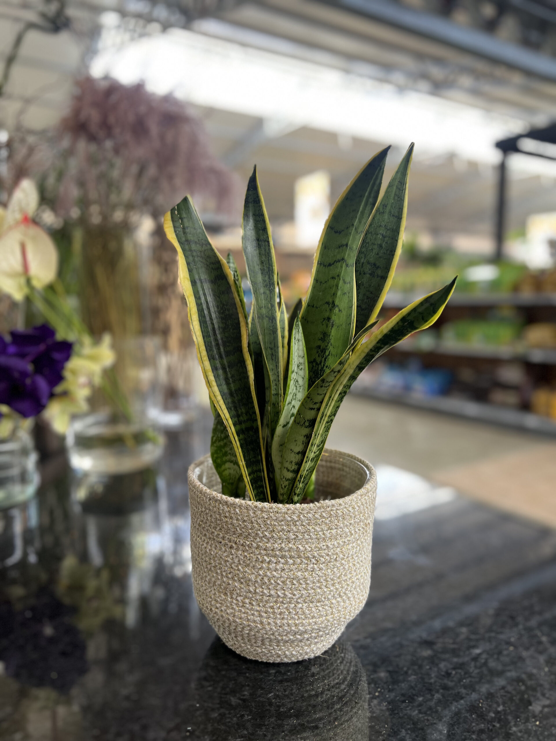 Indoor tropical plants for summer décor