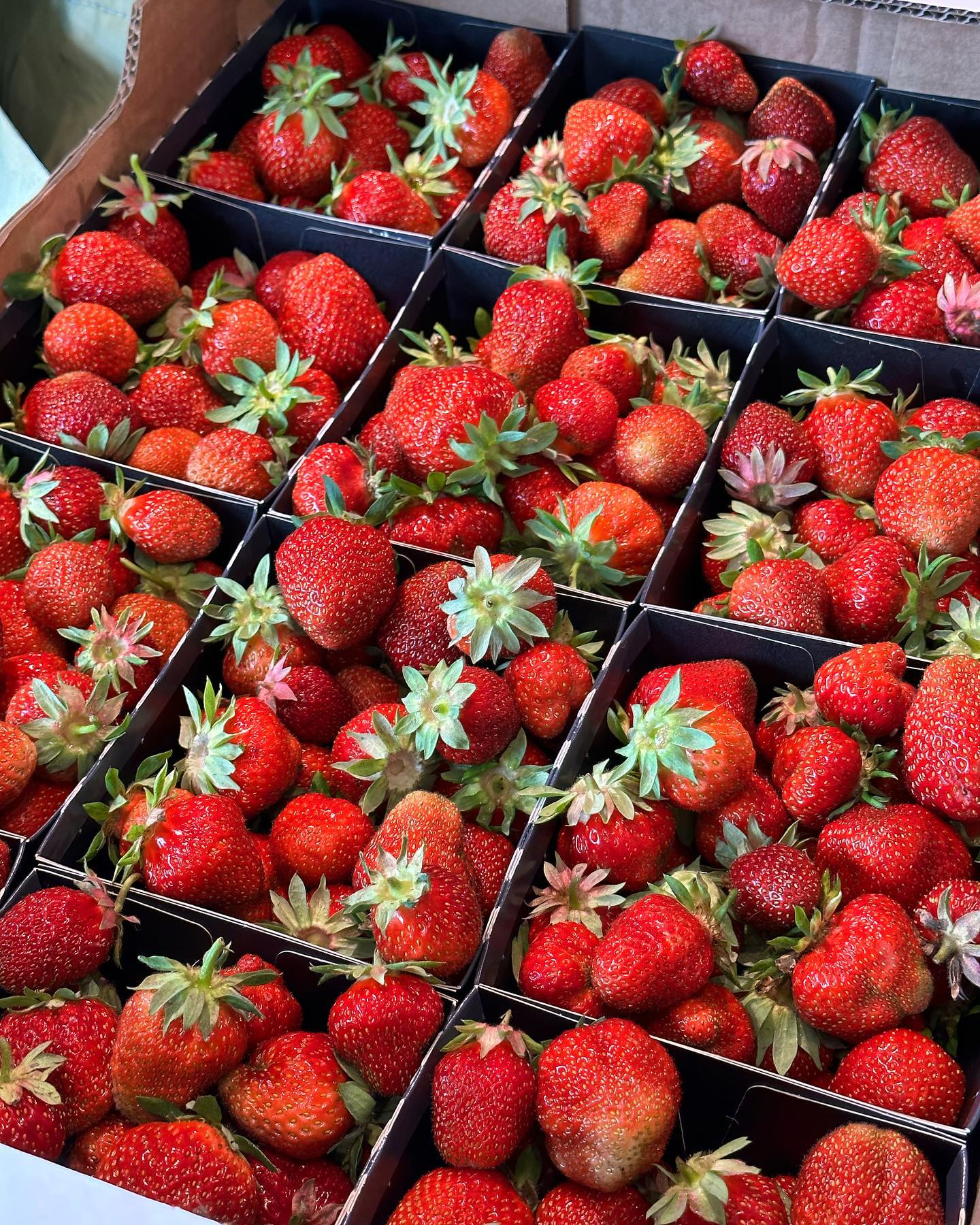 Nyplukkede norske jordbær