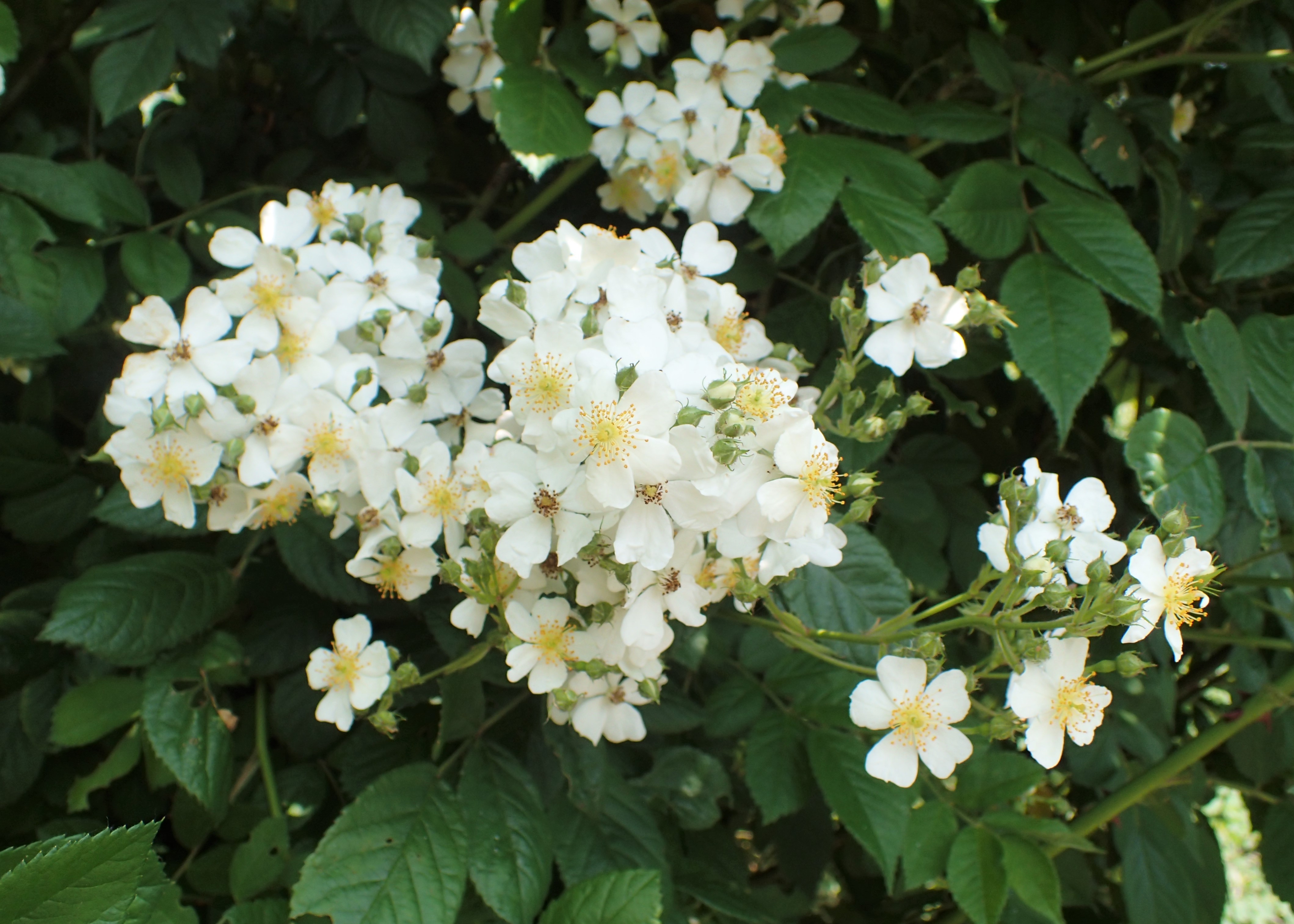 Fresh wild greens and berries in a wooden bowl, representing the hands-on results of Foraging Academy’s certification classes.