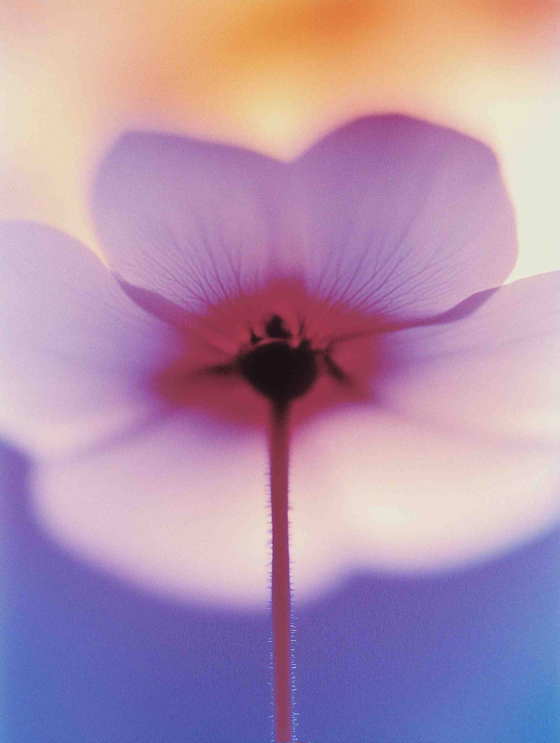  1. Soft-focus flower glowing in pastel light