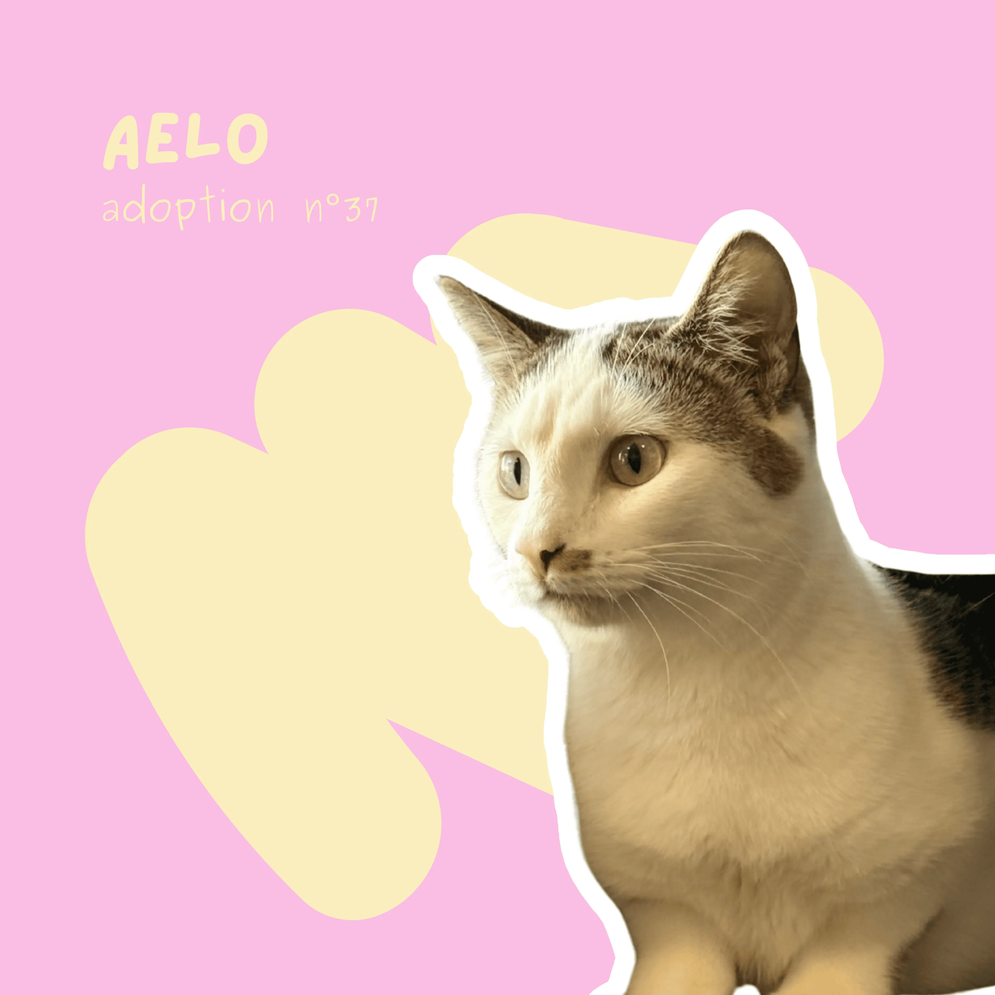 chat-aelo