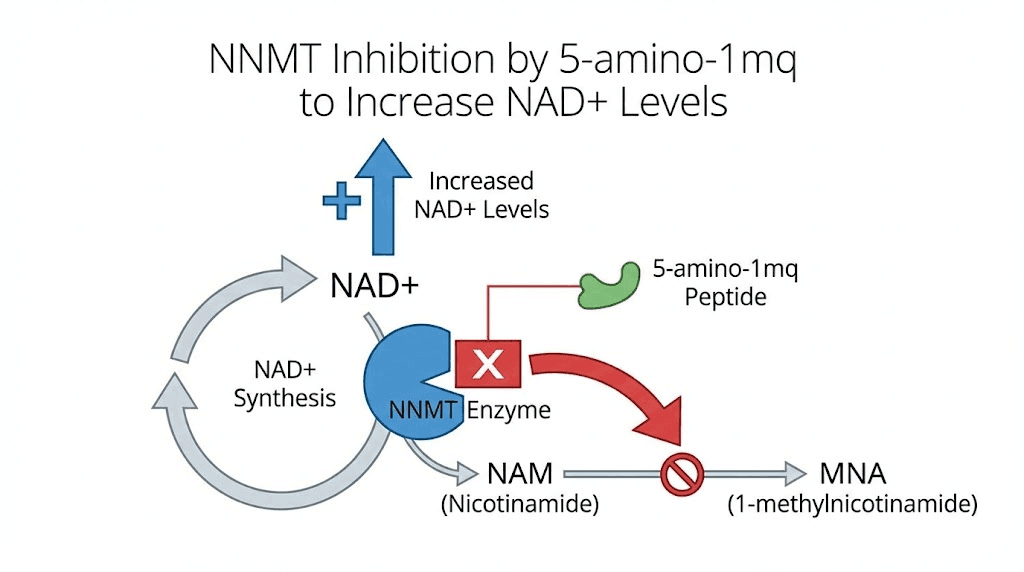 5-amino-1mq NNMT inhibition mechanism diagram showing NAD+ pathway