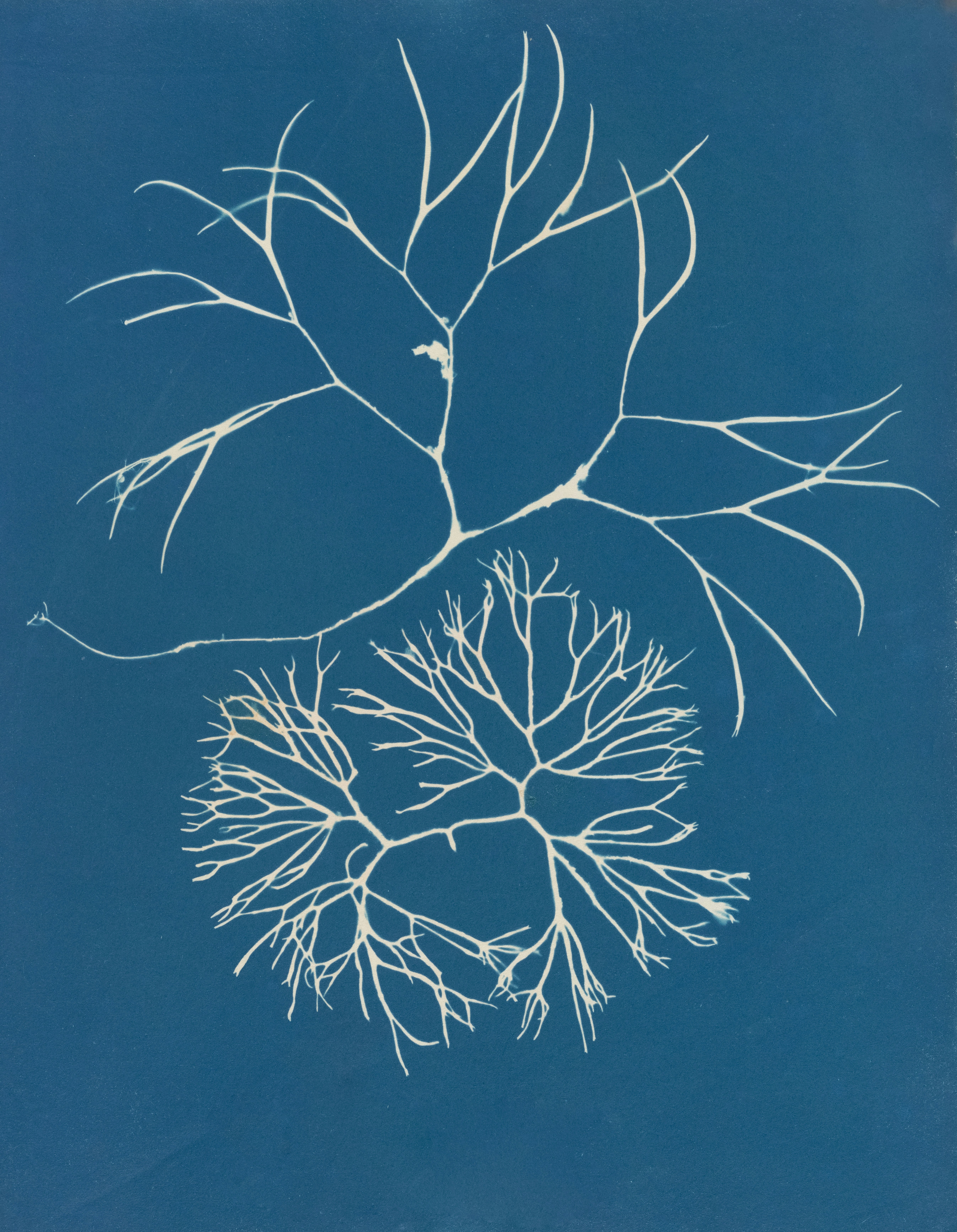 Two white seaweed specimens on a blue background