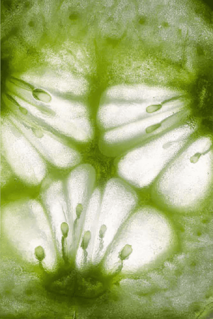 Close-up macro view of a translucent plant showing seeds and internal structure.