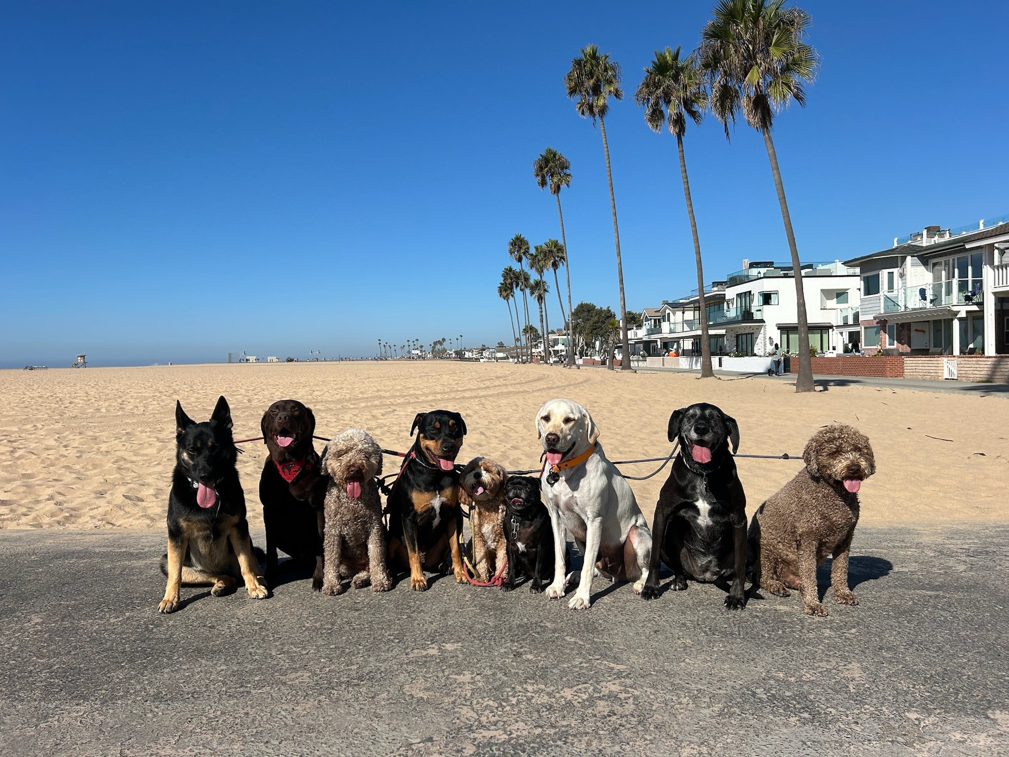 Eight dogs of various sizes and colors lined up on a beach during dog walking in Orange County