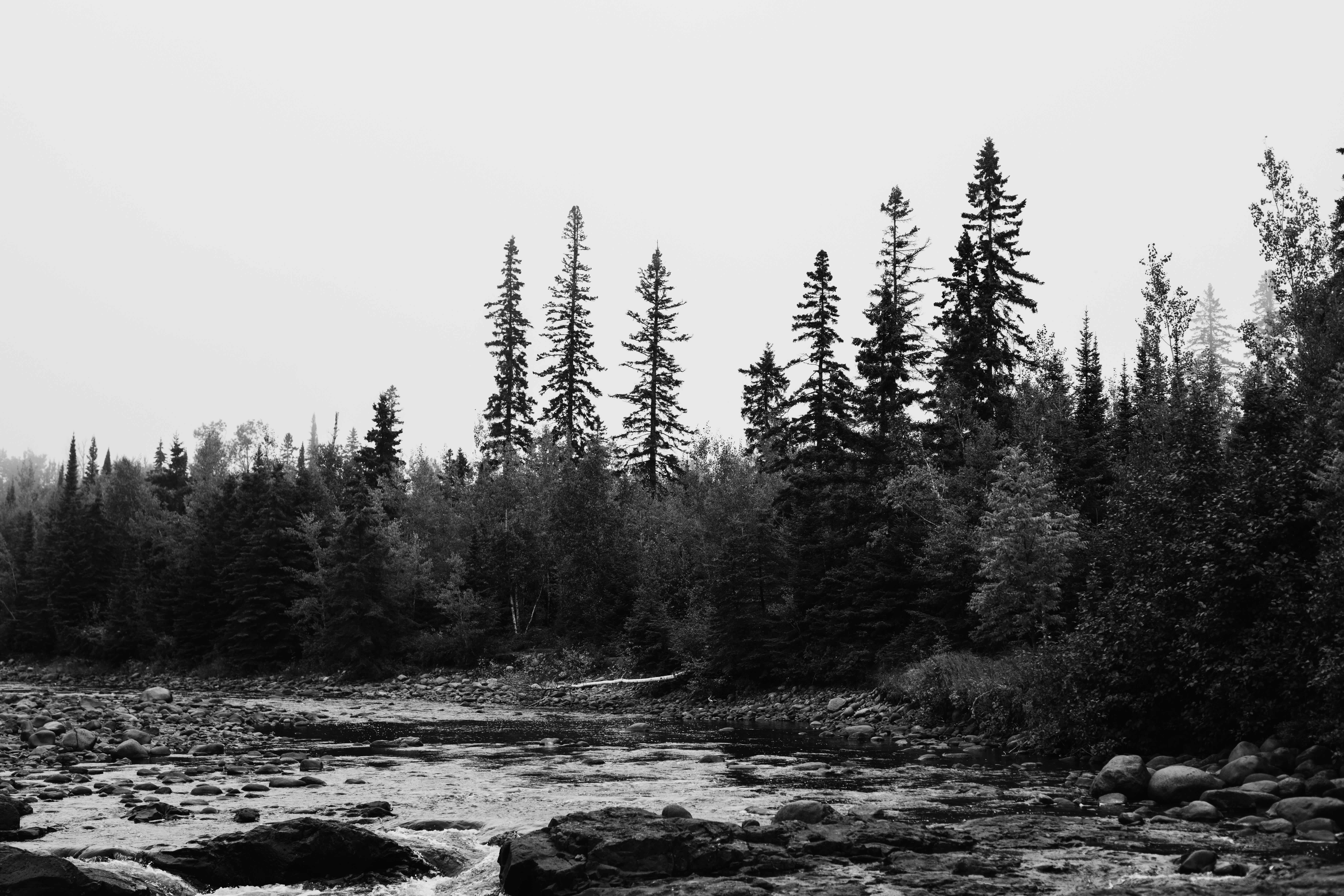aerial photo of green trees
