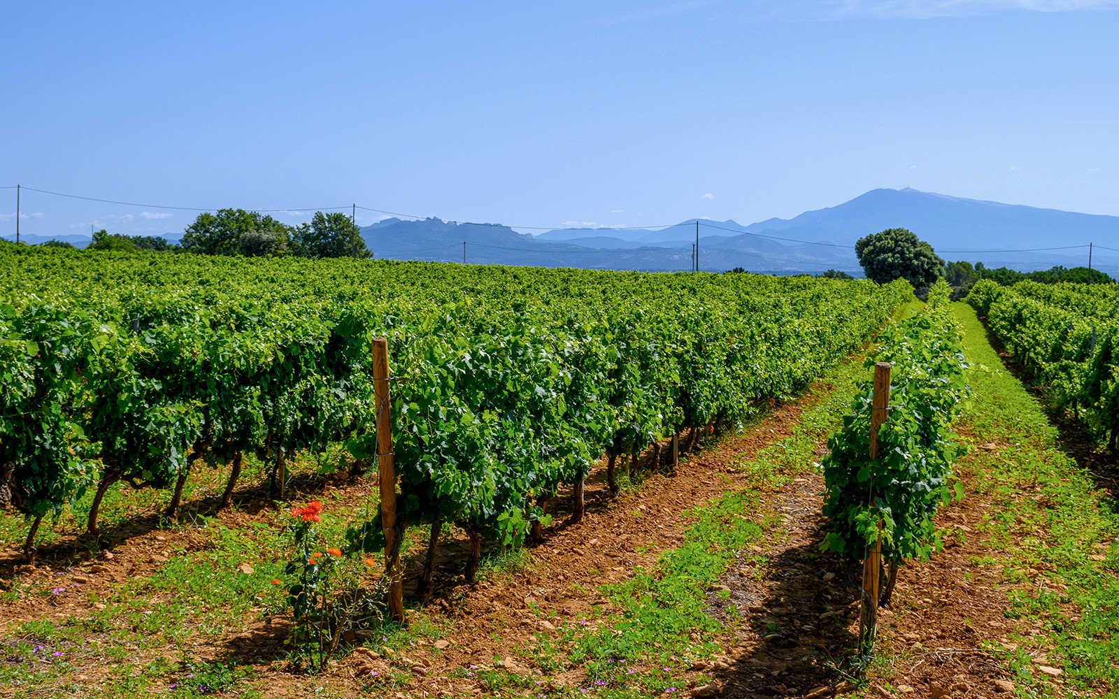 Vineyard in Chateauneuf du Pape with rows of grapevines and distant mountains.