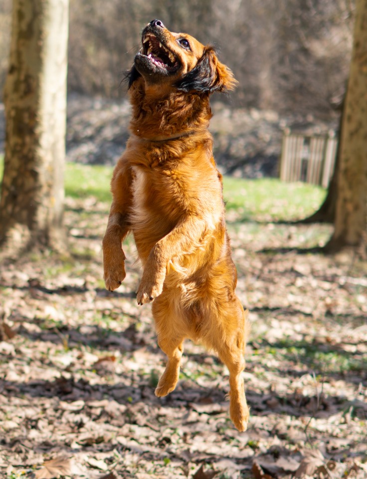 Pet Training CTA Image