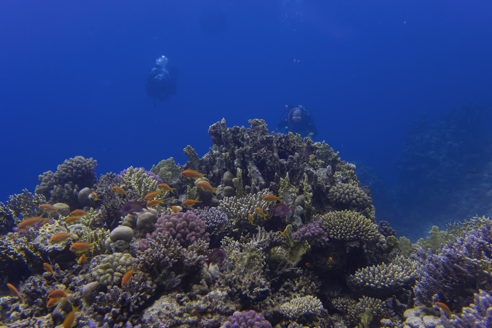 Reef manta ray gliding over a coral reef near Nusa Lembongan