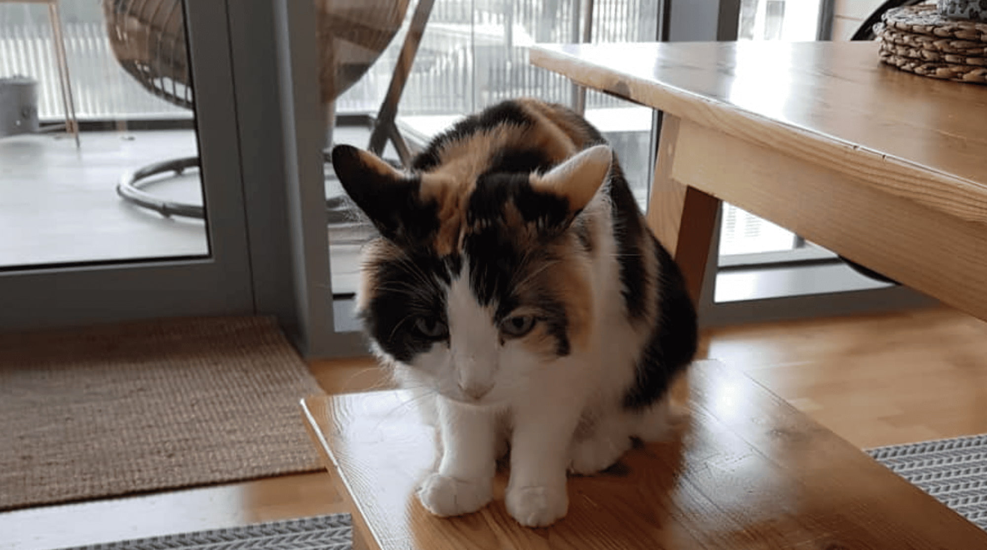 A cat is sitting on an indoor bench and staring down.